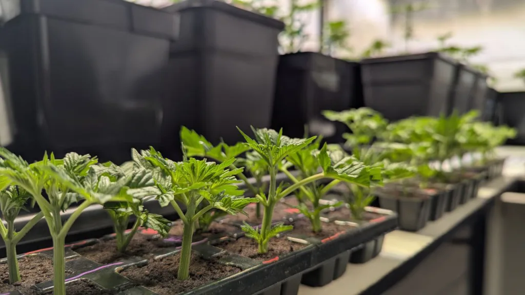 Cannabis Anbau in einer Halle in Thüringen Cannabis Vermehrungsmaterial von der Seite