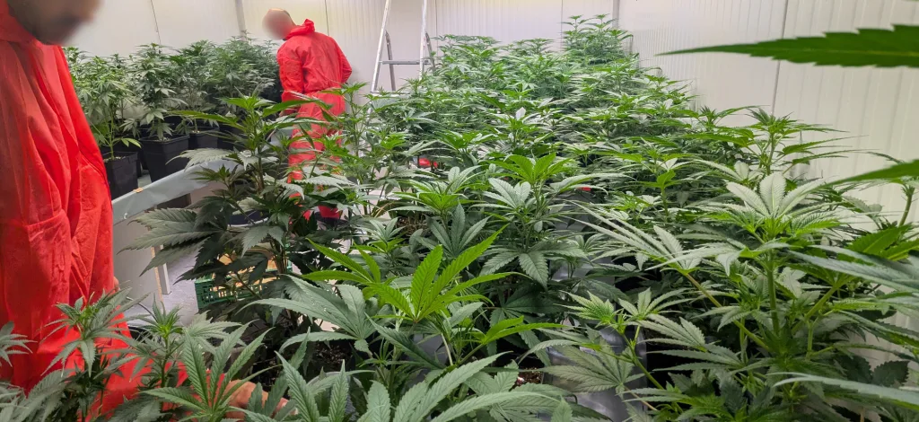 Gemeinsamer Cannabis Anbau im Cannabis Club Arnstadt in Thüringen Gemeinsamer Cannabis Anbau im Cannabis Club Arnstadt in Thüringen