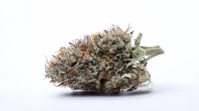 einzelner cannabis Bud