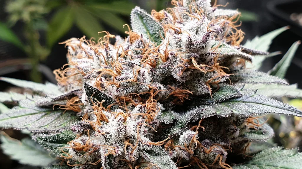 Reife Cannabis Blüte im Club Arnstadt kurz vor der Ernte Reife Cannabis Blüte im Club Arnstadt kurz vor der Ernte