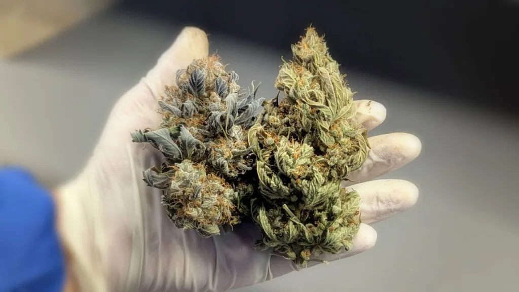 Erste Cannabis Ernte in Thüringen Erste Cannabis Ernte in Thüringen