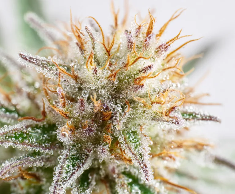 Cannabis Blüte zu ersten Abgabe in Thüringen