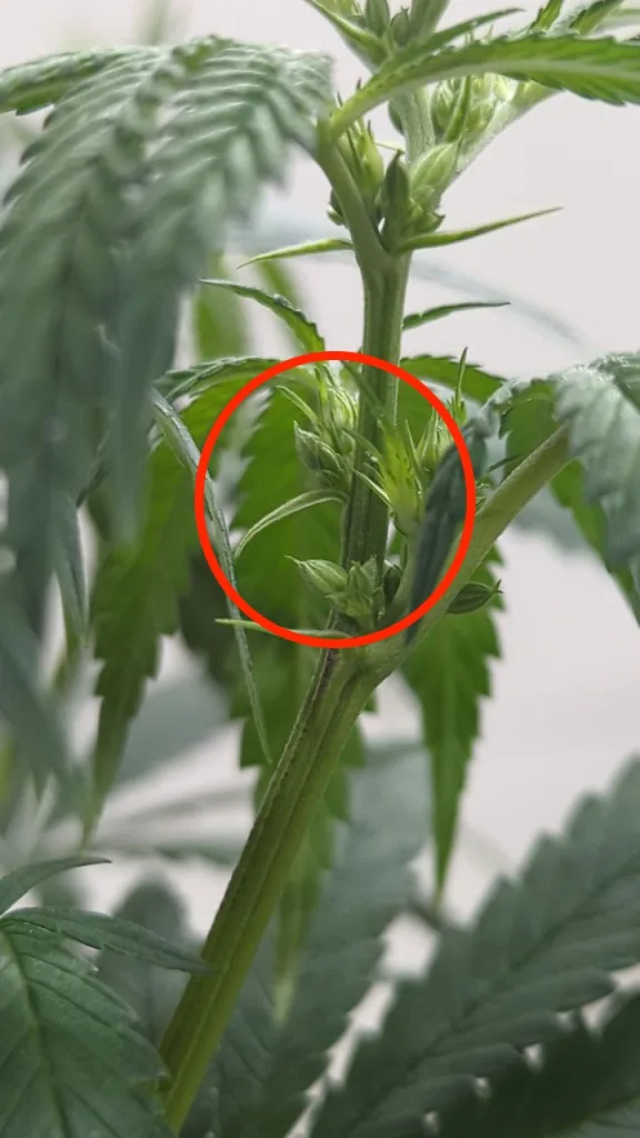 Männliche Cannabispflanze mit Pollensäcken Männliche Cannabispflanze mit Pollensäcken