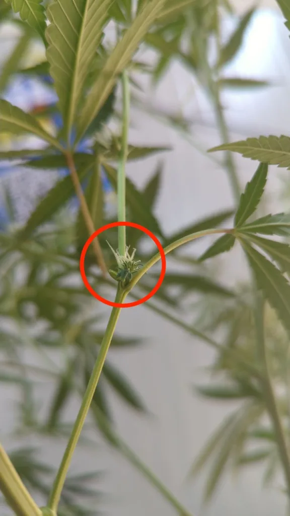 Zwittrige Cannabispflanze mit männlichen UND weiblichen geschlechtsmerkmalen Zwittrige Cannabispflanze mit männlichen UND weiblichen geschlechtsmerkmalen