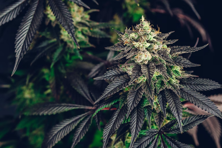 Cannabis Indica Pflanze