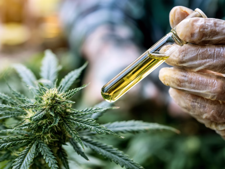 Dronabinol in einem Reagenzglas neben einer Hanfpflanze