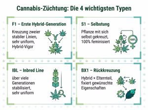 4 Typen der Cannabiskreuzung