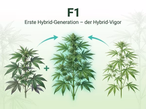 Cannabis Kreuzung - F1 - erste Hybridgeneration