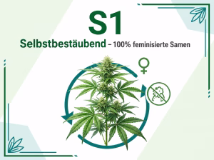 Cannabis Kreuzung - S1 - feminisiert