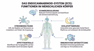 Funktionen des ECS im Körper