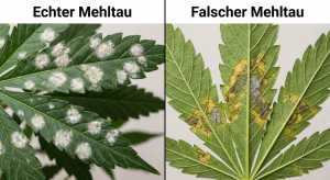 Unterschied zwischen echtem und falschem Mehltau auf einem Cannabisblatt erkennen